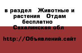  в раздел : Животные и растения » Отдам бесплатно . Сахалинская обл.